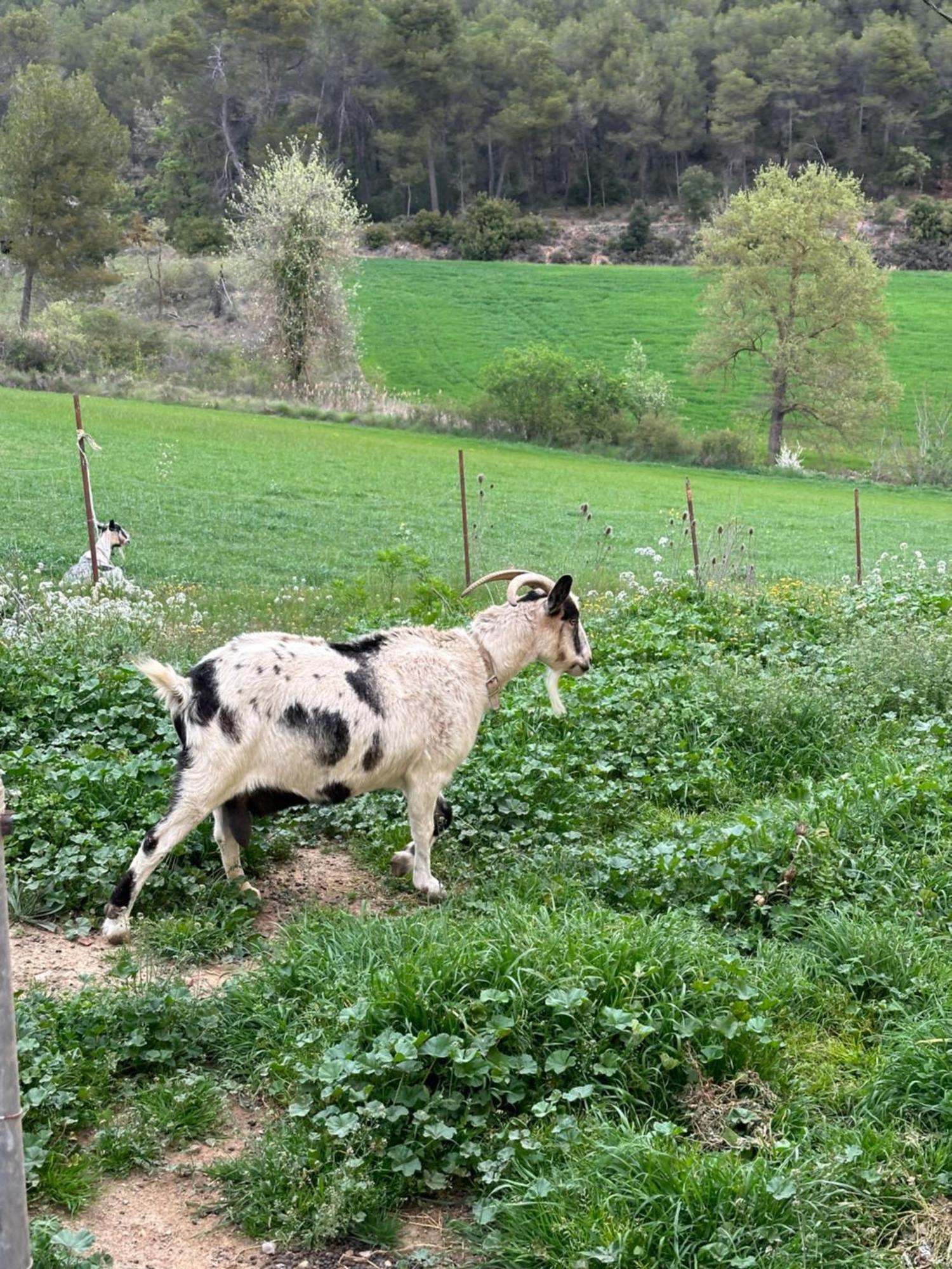 Ca L'Oreneta El Pla de Manlleu Zewnętrze zdjęcie